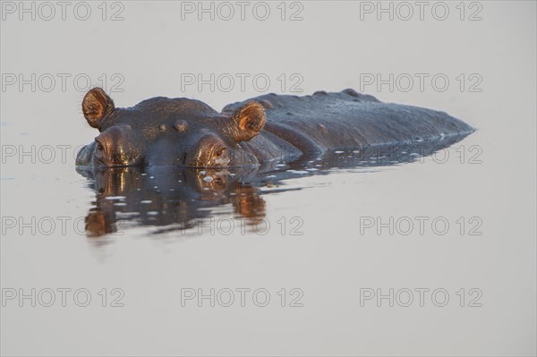 Hippopotamus (Hippopotamus amphibius)