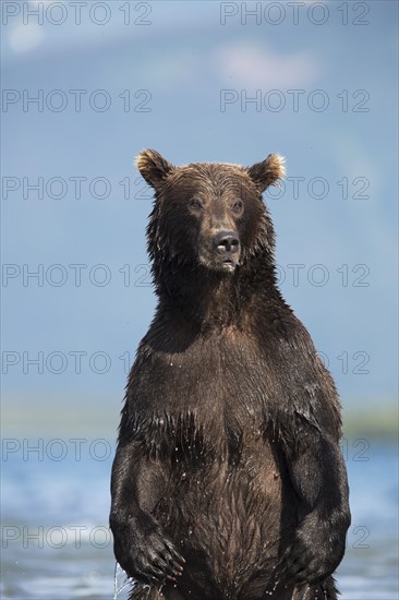 Brown bear (Ursus arctos)