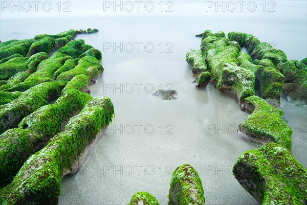 Green seaweed on rocky seacoast
