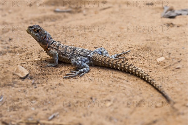 Iguanid Lizard