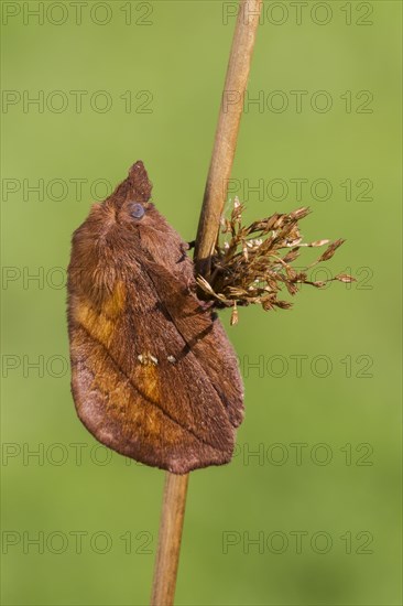 The Drinker moth (Euthrix potatoria)