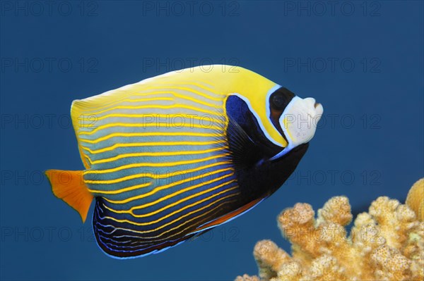 Emperor Angelfish (Pomacanthus imperator)