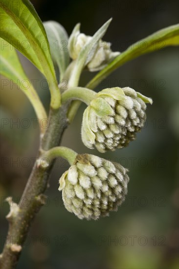 Oriental Paperbush