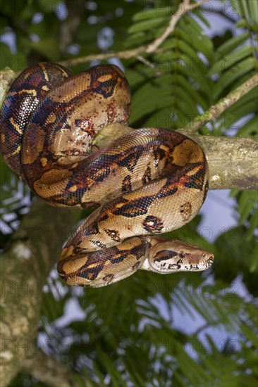 Emperor Boa (Boa constrictor imperator) hanging in a tree