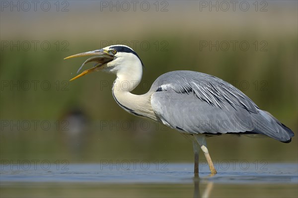 Grey Heron (Ardea cinerea)