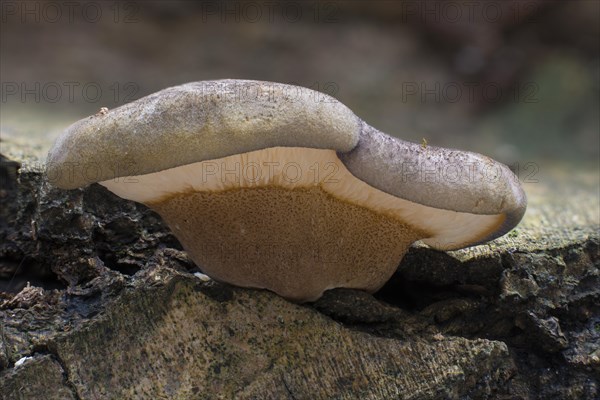 Late Fall-Oyster or Late Oyster (Panellus serotinus)