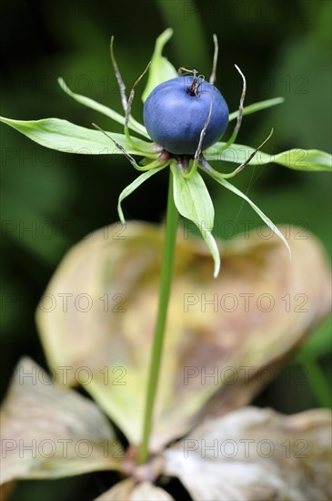 True Lover's Knot (Paris quadrifolia)