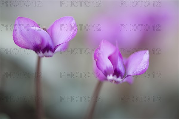 Eastern Cyclamen (Cyclamen coum)