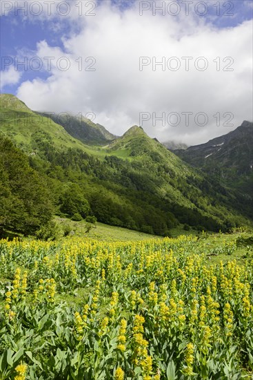 Great Yellow Gentian (Gentiana lutea)