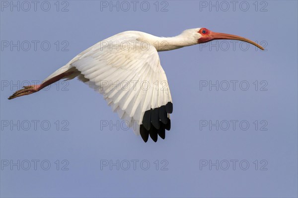 American white ibis (Eudocimus albus)