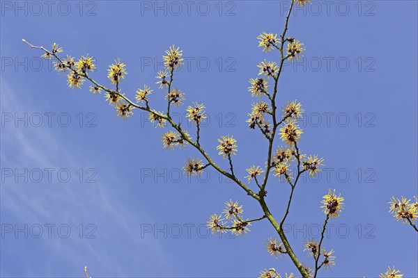 Witch-hazel (Hamamelis)