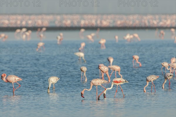 American Flamingo (Phoenicopterus ruber) colony foraging for food