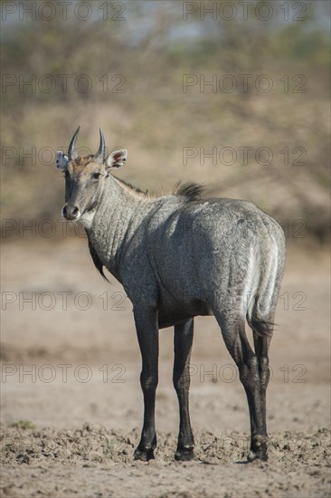 Nilgai or nilgau (Boselaphus tragocamelus)