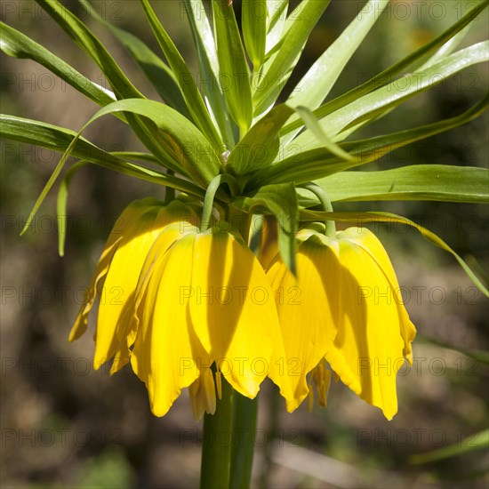 Imperial Crown (Fritillaria imperialis)