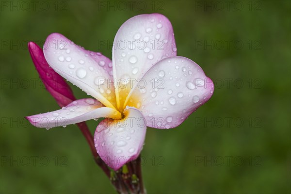 Water drops on flowers