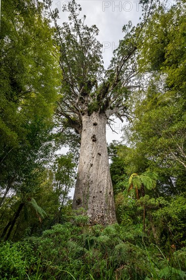 Tane Mahuta