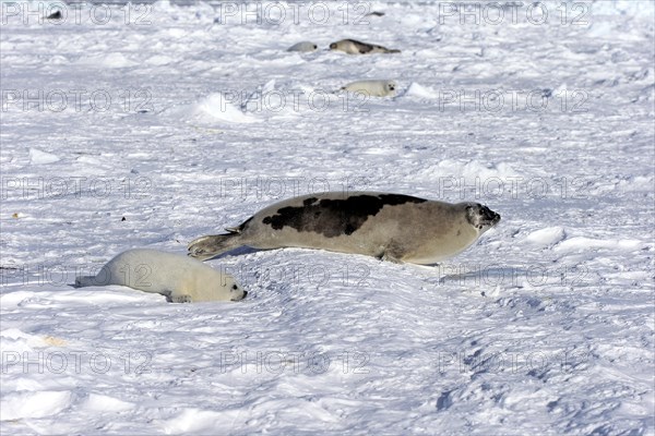 Harp Seal or Saddleback Seal (Pagophilus groenlandicus