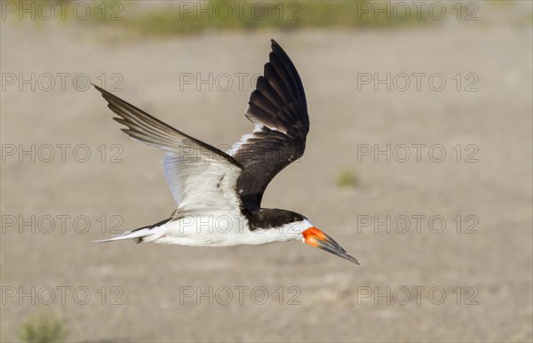 Black Skimmer (Rynchops niger) flying over a sandy beach