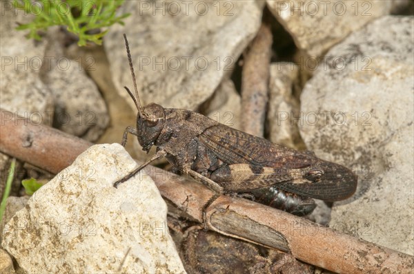 Rattle grasshopper (Psophus stridulus)