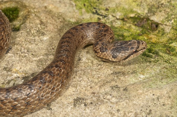 Smooth snake (Coronella austriaca)