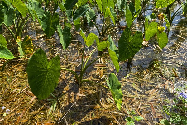 Taro plants