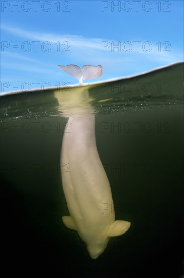 Beluga Whale or White Whale (Delphinapterus leucas)