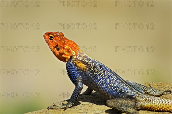 Namib Rock Agama (Agama planiceps)