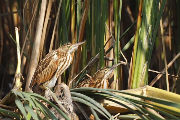 Little Bitterns (Ixobrychus minutus)