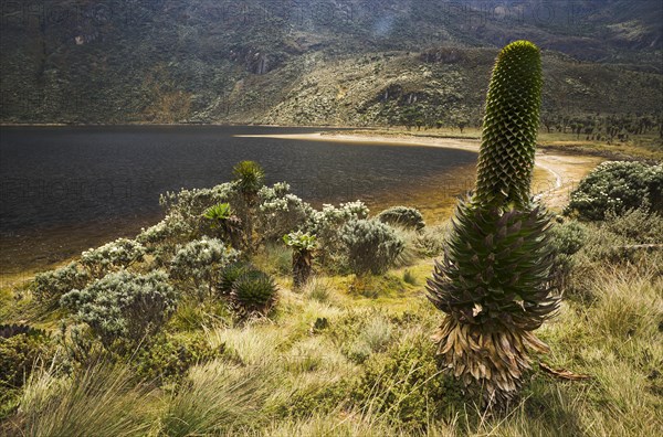 Giant Lobelia (Lobelia deckenii) surrounded by tussock on Bujuku Lake