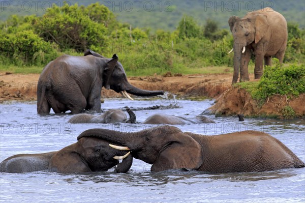 African elephant (Loxodonta africana) elephants bathing in the water