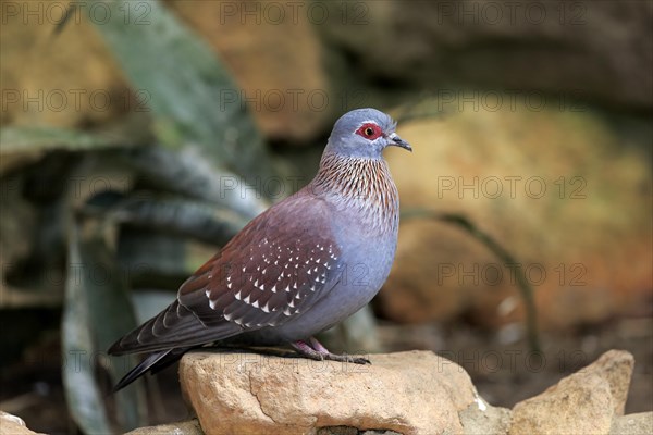 Speckled Pigeon (Columba guinea)