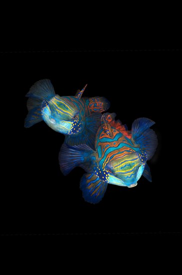 Mandarinfish (Synchiropus splendidus)