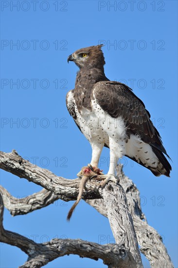 Martial Eagle (Polemaetus bellicosus)