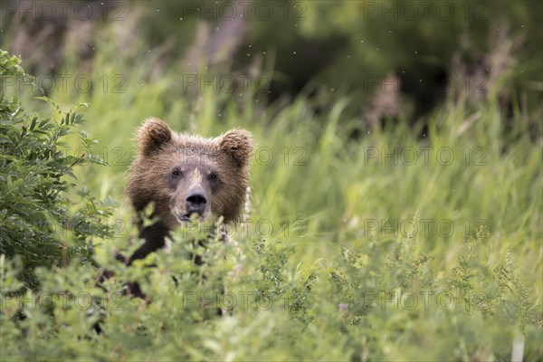 Brown bear (Ursus arctos)