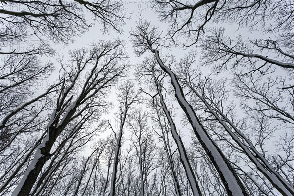 Bare treetops from below