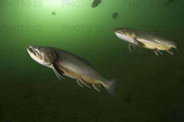 Brook trout (Salvelinus fontinalis)