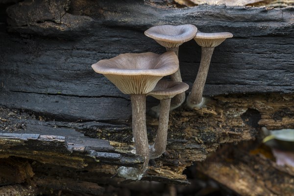 Goblet funnel cap (Pseudoclitocybe cyathiformis)