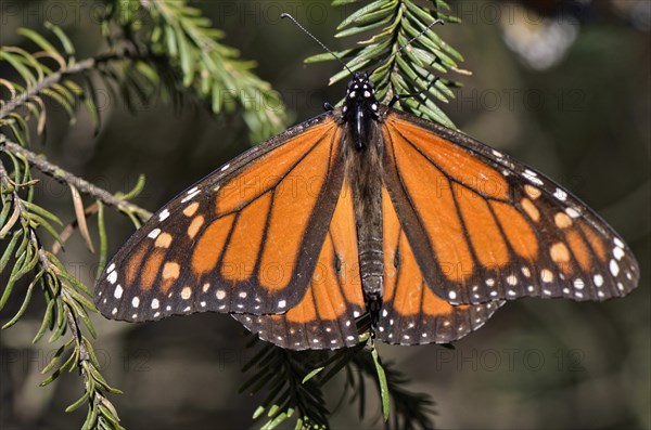 Monarch butterfly (Danaus plexippus)