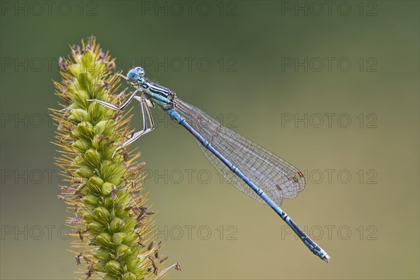 White-legged damselfly (Platycnemis pennipes)