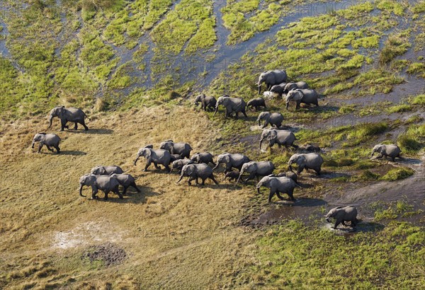 African Elephants (Loxodonta africana)