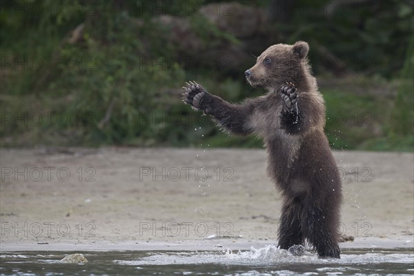 Brown bear (Ursus arctos)