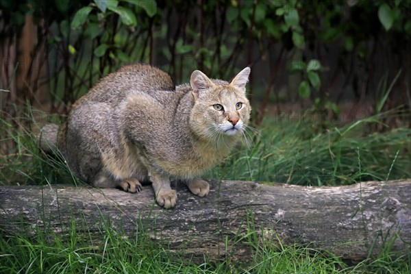 Jungle Cat (Felis chaus)