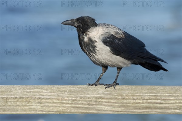 Hooded Crow (Corvus corone cornix) perched the railing