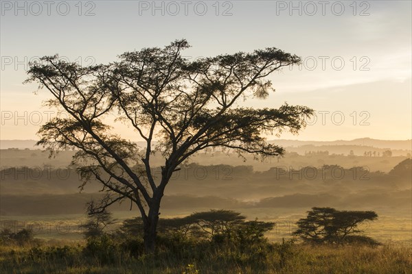 Landscape in morning mist