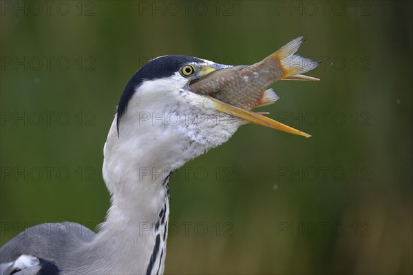 Grey Heron (Ardea cinerea)