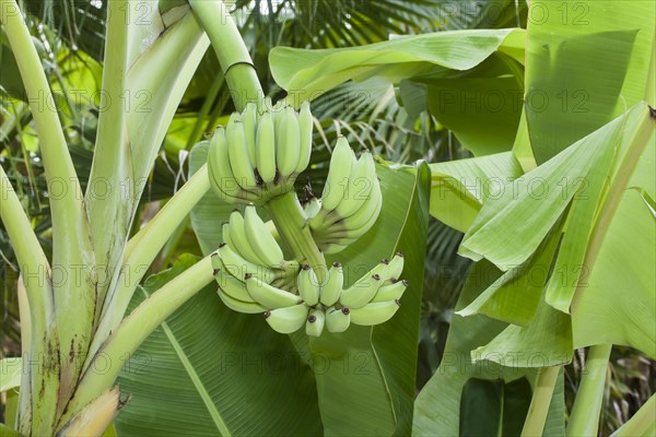 Bananas (Musa)