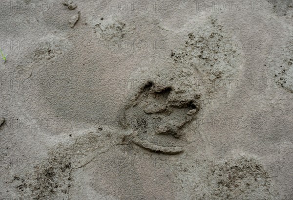Tracks of a Tapir (Tapirus)