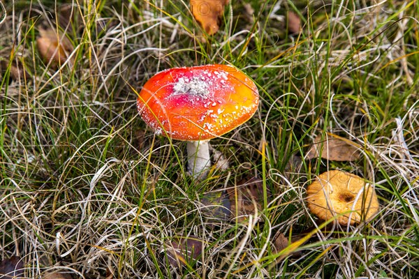 Fly agaric (Amanita muscaria) in a meadow