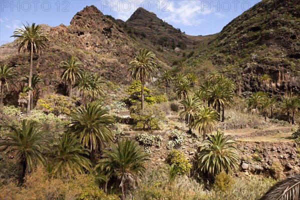 Date palm trees in the valley of Gran Rey