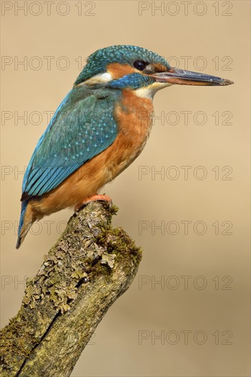 Kingfisher (Alcedo atthis)